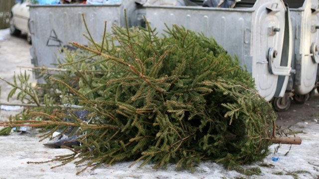 Zvoz vianočných stromčekov sa uskutoční 1. termín 18.-19.1.2024 2. termín  8.- 9.2.2024